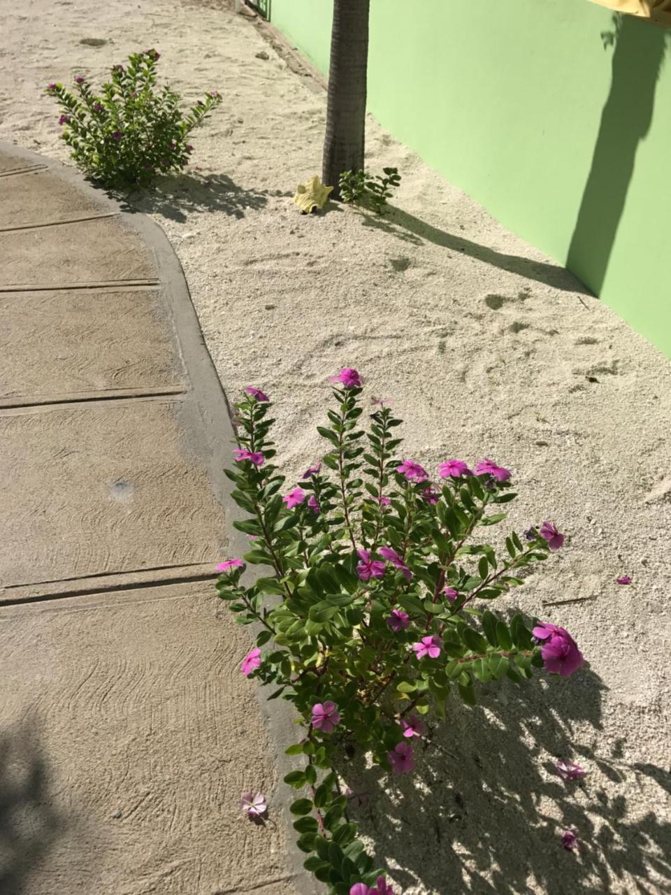 Panchos Villas Caye Caulker Kültér fotó